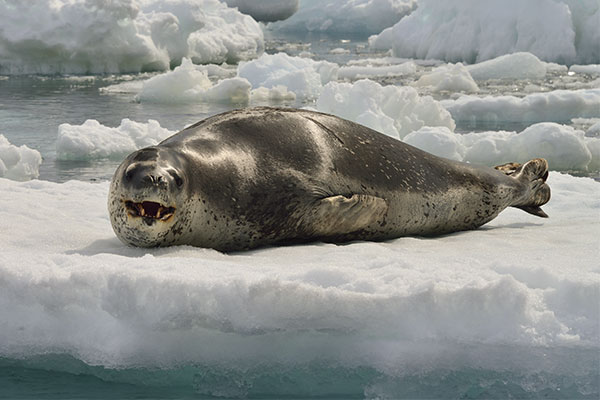 Leopard Seal