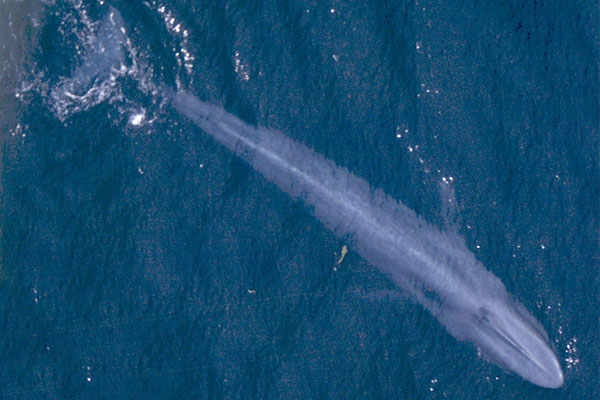 Blue Whale