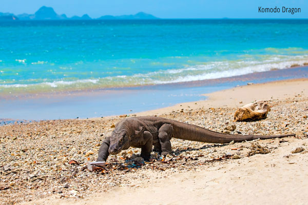 Komodo Dragon