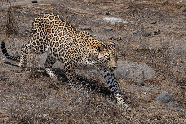 Leopard Ankur Khurana