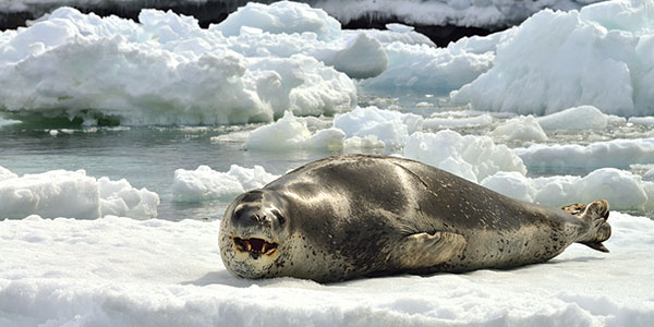 Leopard Seal