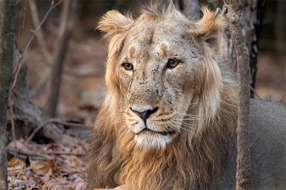 Asiatic Lion portait Ankur Khurana
