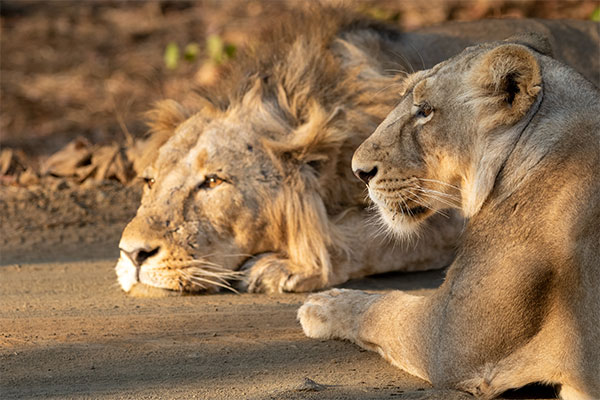 Lions resting Ankur Khurana