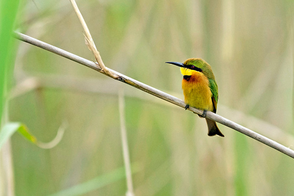 Little Bee-eater