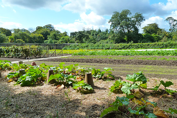 Lost Gardens of Heligan Northern (vegetable) Gardens credit Rob Young