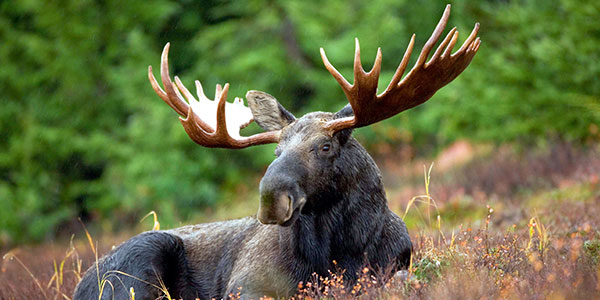 1987 Successful Moose Hunter Patch,Newfoundland Canada,DNR,Wildlife,Hunting 