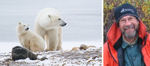 Polar Bears