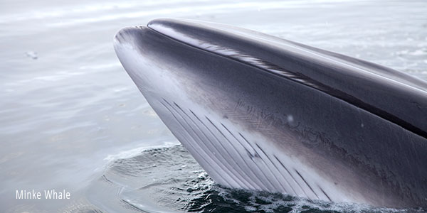 Minke whale