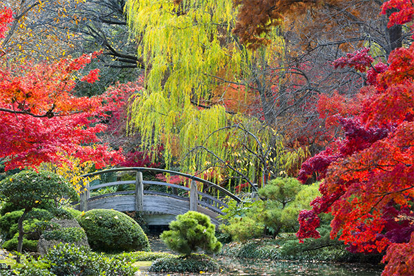 Moon Bridge in the Japanese Gardens