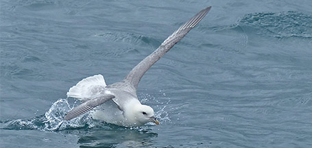 Northern Fulmar Jean Iron