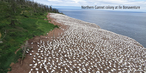 Northern Gannett colony