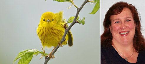 Yellow Warbler / Sarah Rupert