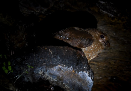 Oilbird