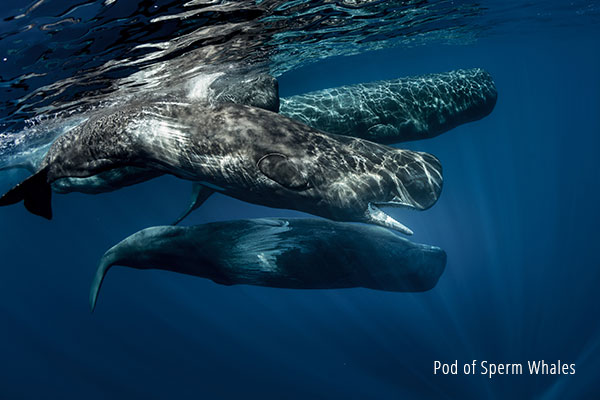 Pod of sperm whales