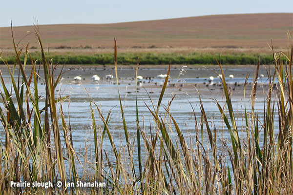 Prairie Slough In Search of Whoopers Quest Nature Tours