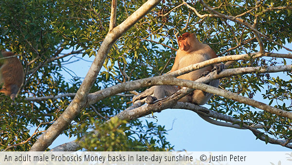 Proboscis Monkey