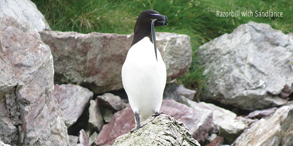 Razorbill