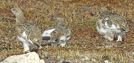 Rock Ptarmigan Jean Iron