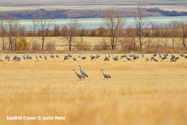 Sandhill Cranes