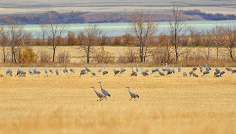 Sandhill Cranes by Justin Peter, 2013