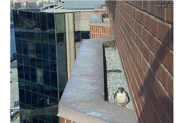 Hamilton Peregrine Project nest cam