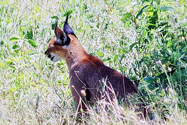 Caracal