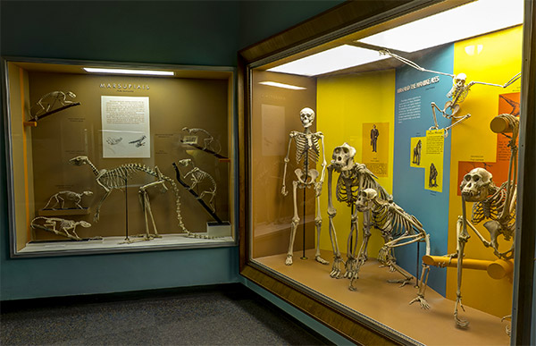 Smithsonian virtual tour bones exhibit
