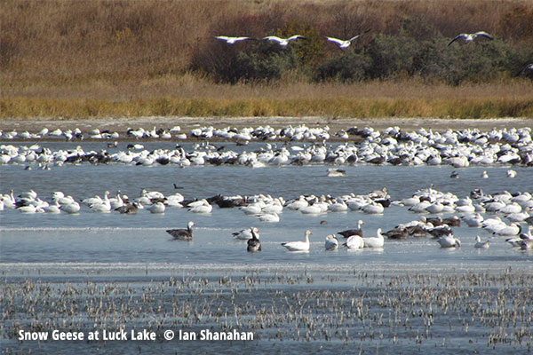 Snow Geese