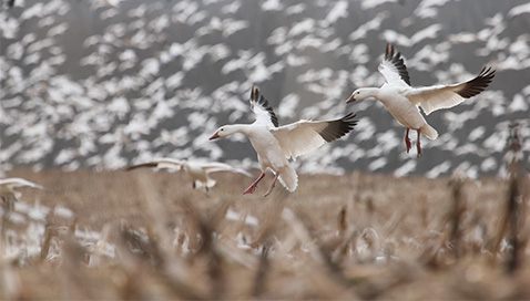 Snow Geese