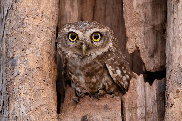Spotted Owlet Ankur Khurana