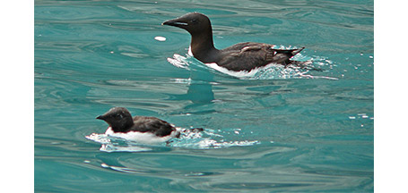 Thick-billed Murre Jean Iron