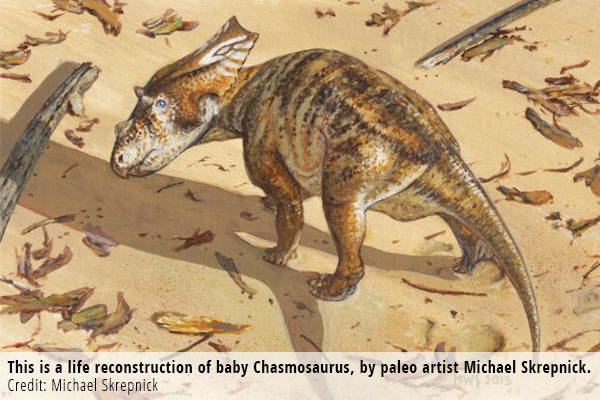 This is a life reconstruction of baby Chasmosaurus, by paleo artist Michael Skrepnick. Credit: Michael Skrepnick