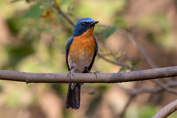 Tickell's Blue Flycatcher Ankur Khurana