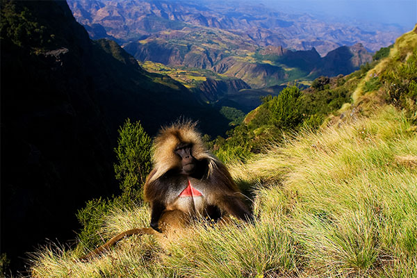 Gelada Babboon