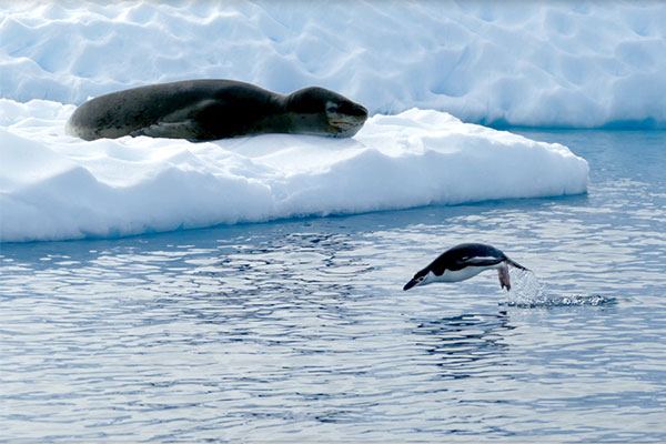 Chinstrap and Leopard Seal