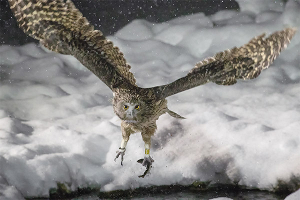 Blakiston’s Fish Owl photo credit Julie Edgley