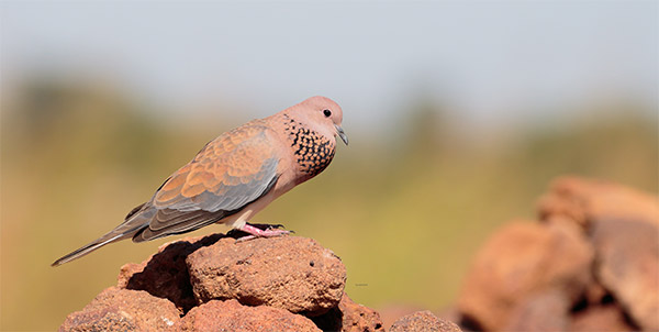 Laughing Dove