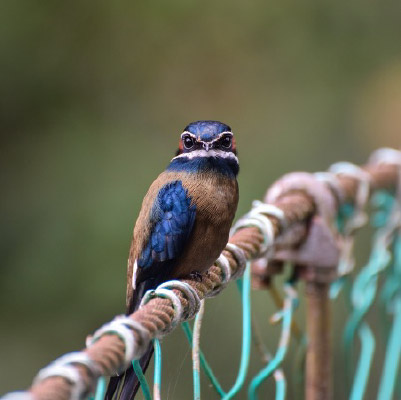 Whiskered Treeswift 