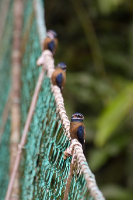 Whiskered Treeswift 