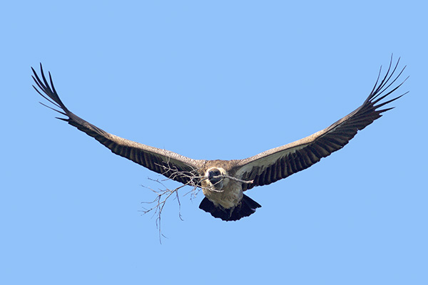 White-backed Vulture