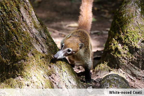 White-nosed Coati