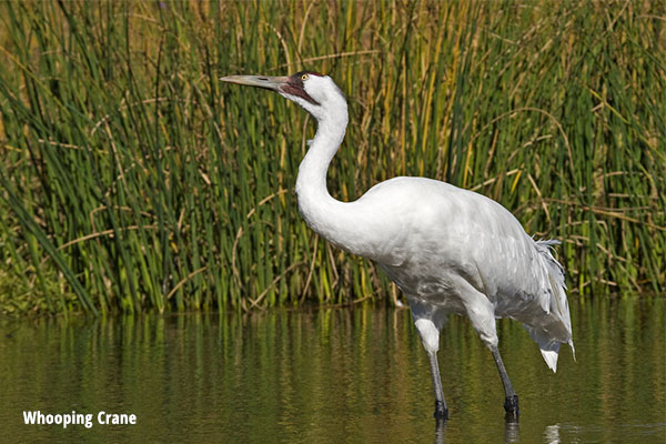 Whooping Crane Quest Nature Tours