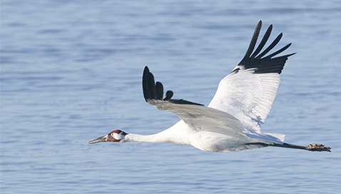 Whooping Crane