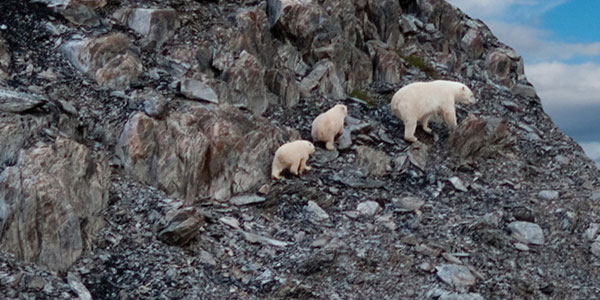 Wild Labrador and Torngat