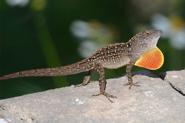 cuban brown anole (Anolis sagrei)