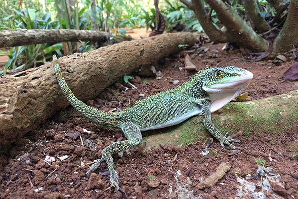 western giant anole (Anolis luteogularis)