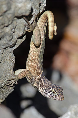 northern curly-tailed lizard (Leiocephalus carinatus)