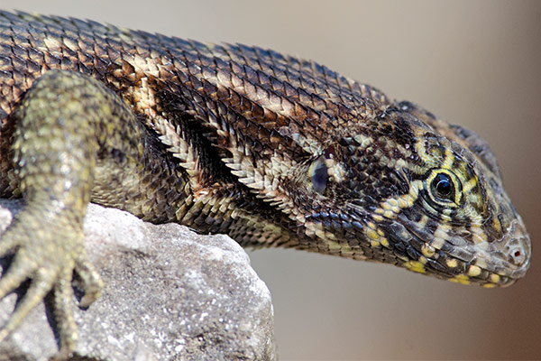 northern curly-tailed lizard (Leiocephalus carinatus)2