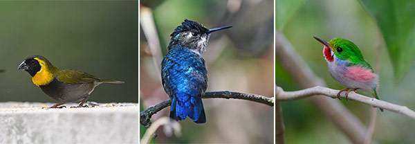 Birds of Cuba photographed by Josh Vandermeulen for Quest Nature Tours