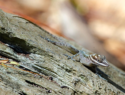 Anole sp